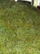 Weinlese